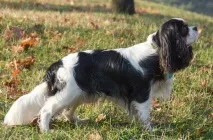 spaniel