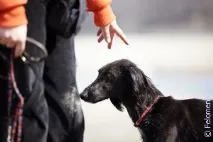 До чого сниться 😴 Дресирувальник уві сні тлумачення