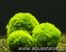 Кладофора куляста (Aegagropila sauteri) куляста