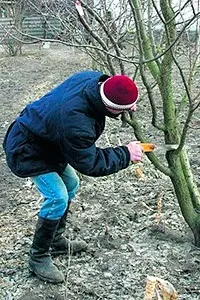 Коли краще обрізати дерева восени чи навесні для підвищення врожайності дерева
