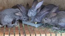 Корм для кроликів який вибрати для годування вихованців вибрати