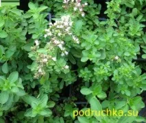 Куряча гомілка в духовці духовці