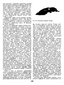 Кучерявість листя кучерявість
