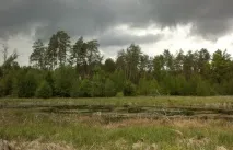 Лісовик повів» Сергій