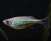 Малабарський Даніо (Devario malabaricus) devario