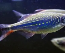 Малабарський Даніо (Devario malabaricus) Даніо