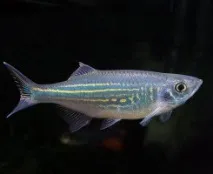 Малабарський Даніо (Devario malabaricus) Даніо
