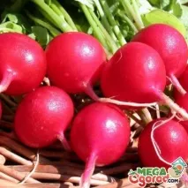 Кращі сорти редиски опис, посадка та поради щодо догляду редиски