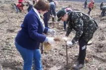 Меч Колесова - основне знаряддя праці при насадженні лісу колесова
