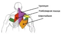 М’яз антисутулості - ромбоподібний - Сергій Груздєв сергій