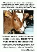 Молоко виробляють скорботні матері багато