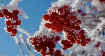 Настоянка з горобини червоної в домашніх умовах червоної