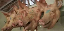 НАУКА ПРОТИ СВИНИНИ дуже