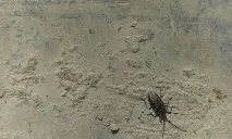 зверху