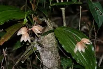 Національний парк Кінабалу (Kinabalu National Park), Щаслива відпустка кінабалу
