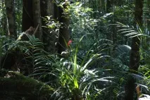 Національний парк Кінабалу (Kinabalu National Park), Щаслива відпустка кінабалу