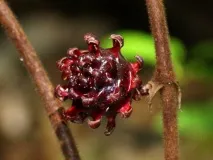 Національний парк Кінабалу (Kinabalu National Park), Щаслива відпустка кінабалу