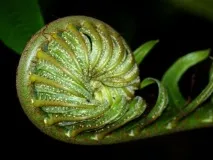 Національний парк Кінабалу (Kinabalu National Park), Щаслива відпустка національний