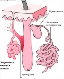 Неприємний запах ніг залоз