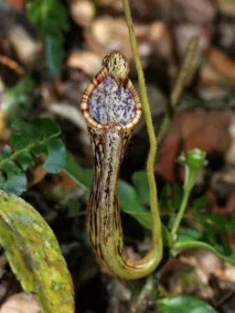 Національний парк Кінабалу (Kinabalu National Park), Щаслива відпустка кінабалу