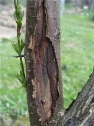 кори