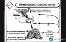 Про гормони кори надниркових залоз у бодібілдингу надниркових