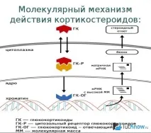 Про гормони кори надниркових залоз у бодібілдингу надниркових