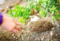 Осіннє підживлення рослин у саду рослин