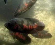 водний