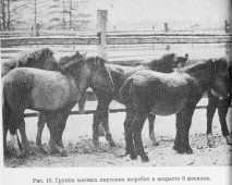 ВІДКОРИВАННЯ ТА НАГУК КОНЕЙ нагук