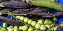 Овочевий горох квіти та сорти цукрового гороху овочевий