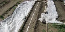 Овочевий горох квіти та сорти цукрового гороху горох