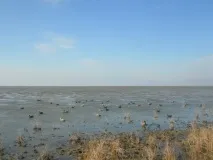 Полювання на качок із чучелами качок