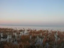 Полювання на качок із чучелами качок