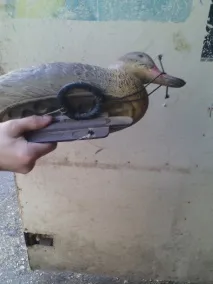 Полювання на качок із чучелами чучелами