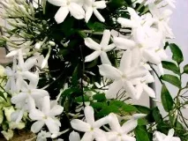 Чому жасмин кімнатний на фото привабливий - секрети догляду кімнатний