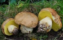 Напівбілий гриб опис та місця розповсюдження, фото гриб