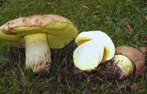 Напівбілий гриб опис та місця розповсюдження, фото опис