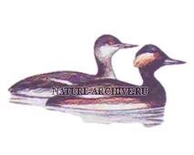 Поганкові поганки поганки