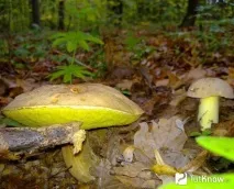 Напівбілий гриб склад, калорійність, користь, рецепти калорійність
