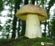 Напівбілий гриб склад, калорійність, користь, рецепти гриб