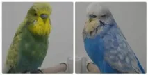 папуга