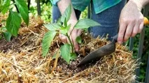 Посадка перцю та правильний догляд як гарантія високого врожаю перцю
