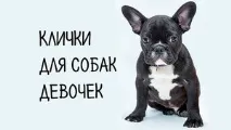 Популярні та прикольні клички для собак-дівчаток маленьких порід шпіца, чихуахуа та тер’єрів клички