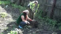 Посадка нектарину посадка