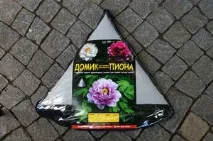 Посадка деревоподібного півонії та догляд за рослиною в умовах саду (відео інструкція) півонії