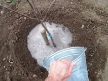 Посадка нектарину посадка