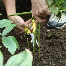 Посадка деревоподібного півонії та догляд за рослиною в умовах саду (відео інструкція) деревоподібного