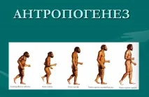 Проблема антропогенезу - Вчимося разом походження