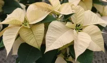 Пуансетія, Різдвяна зірка догляду та сортів, Flowery-Blog різдвяна